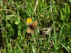 Melitaea aurelia
