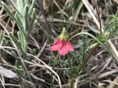 Hermannia erodioides