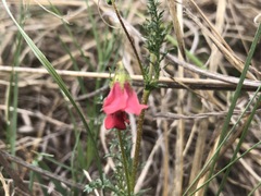 Hermannia erodioides