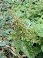 Clinopodium gracile