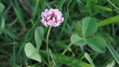 Trifolium amabile