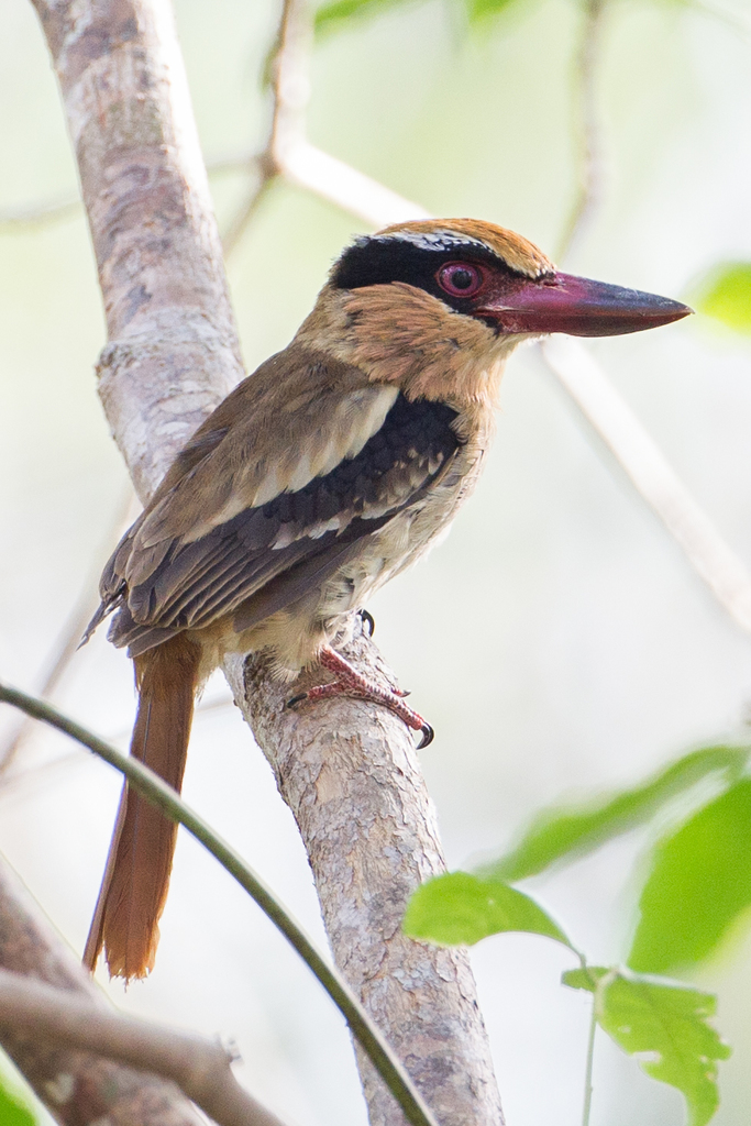 Lilac Kingfisher