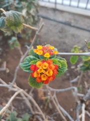 Lantana camara