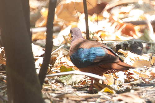 Stephantaube (Chalcophaps stephani)