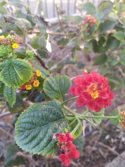 Lantana camara
