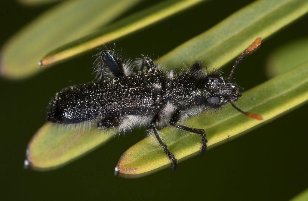 Eleale intricata