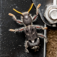 Trogodendron fasciculatum