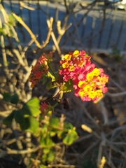 Lantana camara