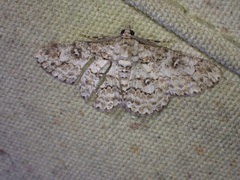 Ascotis reciprocaria