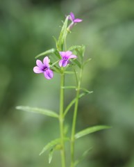 Monopsis stellarioides