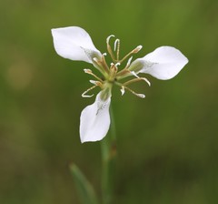 Moraea brevistyla