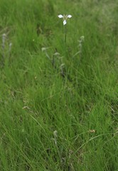 Moraea brevistyla