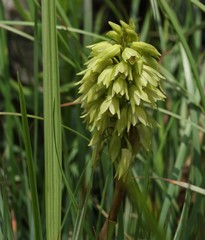 Orthochilus foliosus