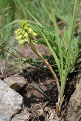 Orthochilus foliosus