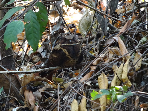 Great Eared Nightjar (Lyncornis macrotis), photo 10