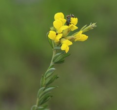 Pearsonia aristata