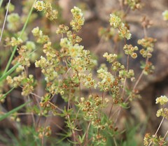 Psammotropha myriantha