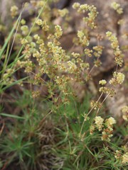 Psammotropha myriantha