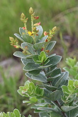 Rhynchosia nitens