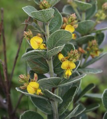 Rhynchosia nitens