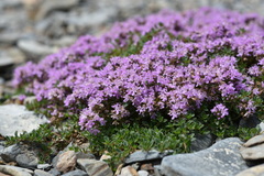 Thymus sibiricus