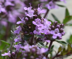 Thymus sibiricus