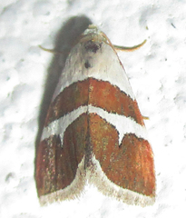 Eublemma alexi