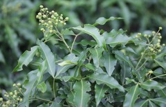 Searsia chirindensis