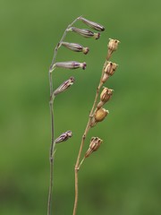 Silene burchellii