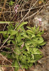 Stenoglottis fimbriata