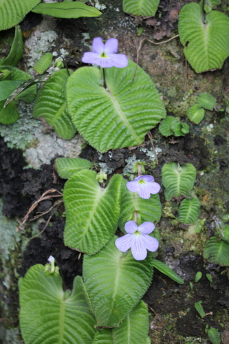 Streptocarpus daviesii