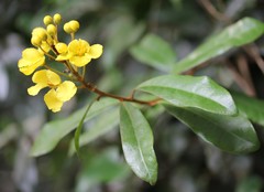 Acridocarpus natalitius natalitius