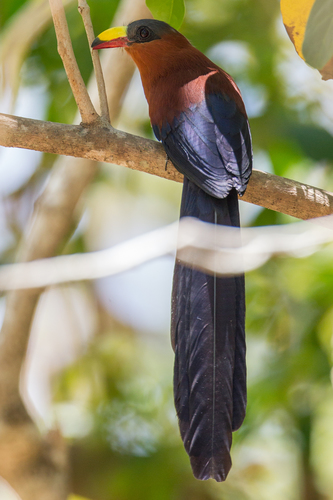 Yellow-billed Malkoha (Rhamphococcyx calyorhynchus), photo 7