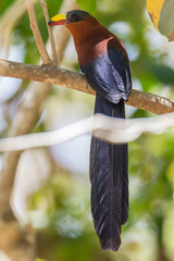 Rhamphococcyx calyorhynchus