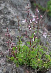 Aeollanthus parvifolius