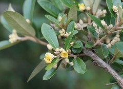 Anastrabe integerrima