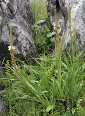 Anthericum