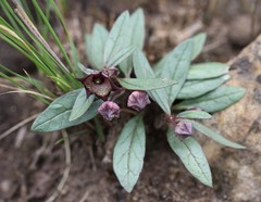 Brachystelma modestum