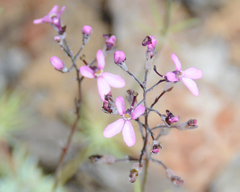 Stylidium tenue