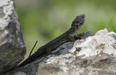 Pseudocordylus melanotus