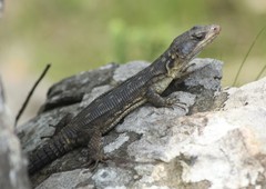 Pseudocordylus melanotus