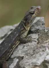 Pseudocordylus melanotus