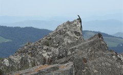 Pseudocordylus melanotus