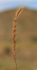 Festuca ambigua