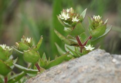 Crassula pellucida brachypetala