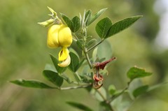 Crotalaria natalensis