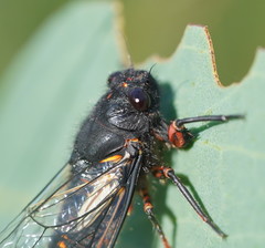 Yoyetta spectabilis