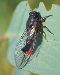 Yoyetta spectabilis
