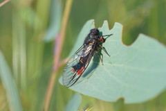 Yoyetta spectabilis