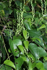 Dioscorea cotinifolia